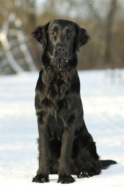 Best Large Dog Breeds, Popular Dog Names, Smartest Dog Breeds, Puppy Obedience Training, Positive Dog Training, Easiest Dogs To Train, Basic Dog Training, Flat Coated Retriever, House Training Dogs