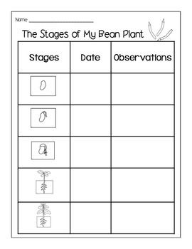 Plant Life Cycles, Plants Kindergarten, Science Life Cycles, Plant Lessons, Life Cycles Activities, Plants Unit, Plant Activities, 1st Grade Science, First Grade Science