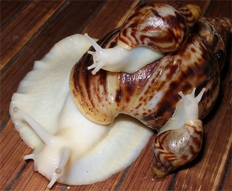 Albino snail (achatina reticulata) African Land Snail, Giant African Land Snails, Giant Snail, Land Snail, Molluscs, Albino Animals, Sea Slug, Rare Animals, Weird Creatures