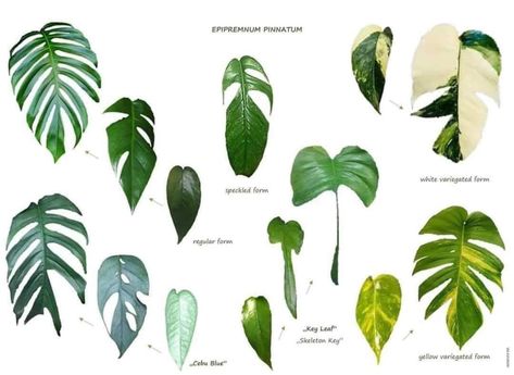 Plant Leaf Identification, Plants Identification, Leaf Identification, Indoor Oasis, Dream Plants, Epipremnum Pinnatum, Philodendron Plant, Nice One, Plant Nutrients