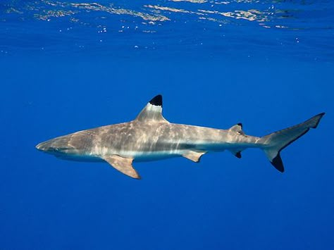 Shark Side Profile, Shark Side View, Black Tip Reef Shark, Blacktip Reef Shark, Black Tip Shark, Shark Books, Sea Shark, Shark Photos, Shark Pictures