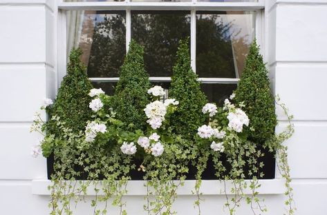 Flowering Window Box Recipes: Box topiaries, white pelargoniums, and ivy Metal Window Boxes, Winter Window Boxes, Window Box Plants, Window Box Flowers, Box House, Window Planters, Winter Window, Garden Containers, Garden Windows