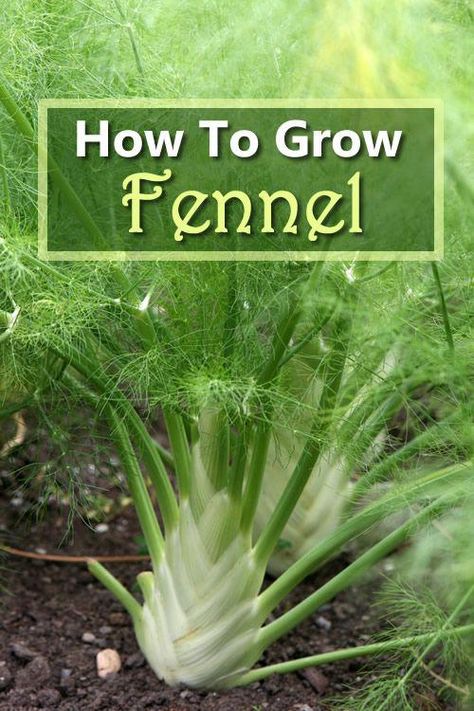 Growing Fennel, Backyard Gardening Ideas, Backyard Garden Beds, Gardening Guide, Landscaping Design Ideas, Beginner Gardening, Herbs Garden, Organic Vegetable Garden, Backyard Vegetable Gardens