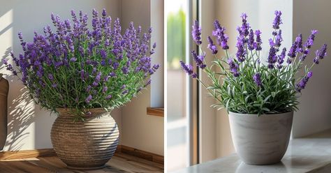 How to Grow Lavender Indoors in Pots During Winter - MelodyRepeat How To Grow Lavender Indoors, Grow Lavender Indoors, Lavender In A Pot, Growing Lavender Indoors, Lavender Indoors, Lavender Potted Plant, How To Propagate Lavender, Grow Lavender, Patio Gardening