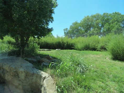 https://www.zoochat.com/community/media/tiger-trek-amur-tiger-exhibit.403686/full?lightbox=1&update=1530773093 Tiger Exhibit, Amur Tiger, Media