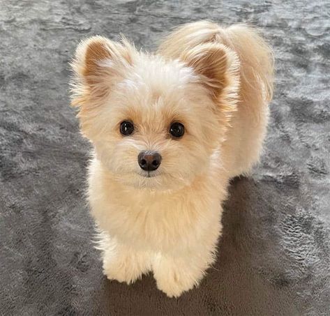 Cutest Mini Doodle Breeds | What is The Smallest Poodle Mix Mix Breed Puppies, Mini Doodle Dog, Peekapoo Dog, Mini Toy Poodle, Mini Schnoodle, Mini Dogs Breeds, Poochon Dog, Poodle Cross Breeds, Mini Doodles