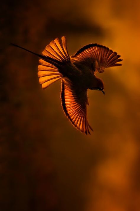 My World of Colours Rust Orange Asthetics, Burnt Sienna Aesthetic, Burnt Orange Pictures, Black And Orange Aesthetic, Rust Aesthetic, Burnt Orange Aesthetic, Rust Photography, Sunset Flight, Sienna Color