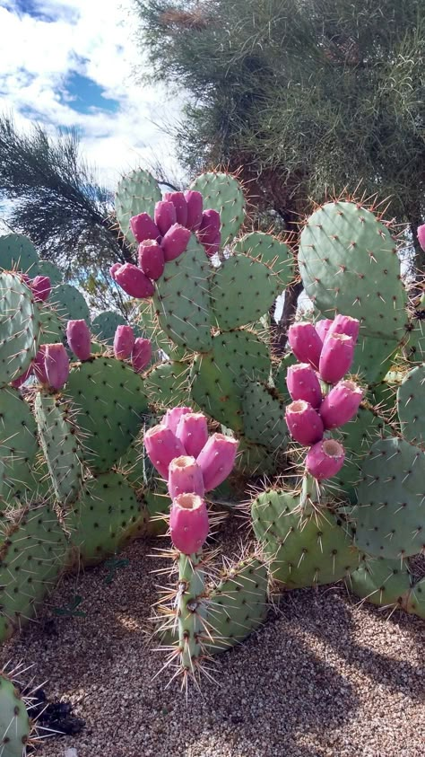 Desert Animals And Plants, Desert Wildlife, Cactus Backgrounds, Cactus Pictures, Desert Animals, Kalamkari Painting, Pear Cactus, Prickly Pear Cactus, Succulent Gardening