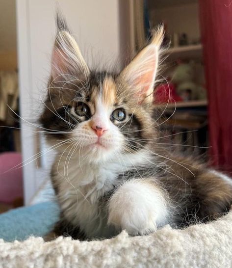 Maine coon girl ✅... - Maine Coon Kittens For Adoption Maine Coone Kitten, Kittens For Adoption, Kitten Adoption, Happy Animals, Maine Coon, Kittens Cutest, Fur Babies, Cats And Kittens, Cat Lovers