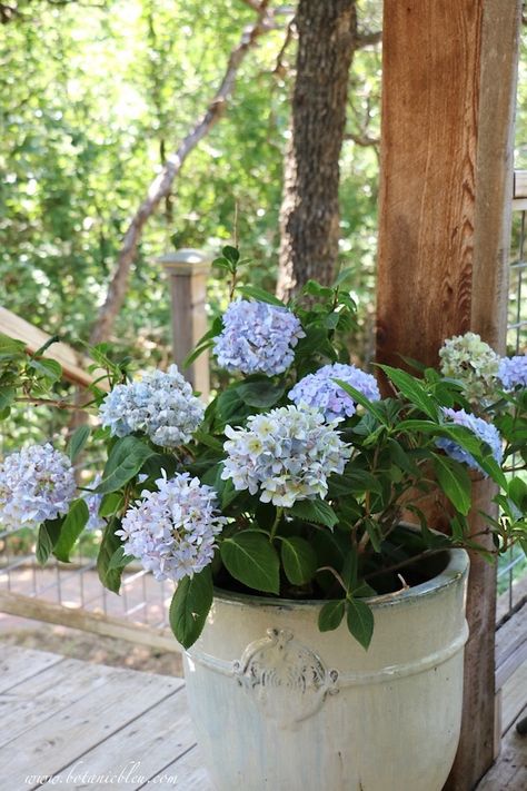 French Country Pale Blue Hydrangeas Pale Blue Hydrangea, Plant Bud, Summer Living Room, Nostalgic Memories, Growing Hydrangeas, Blue Hydrangeas, Blue Plants, Planting Hydrangeas, Rustic Blue