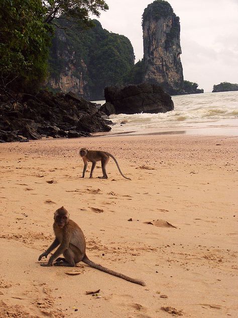 Monkey Trail Krabi, Ao Nang, Wild Nature, Krabi, Beach Town, Asia Travel, Adventure Time, Photography Print, Amazing Photography