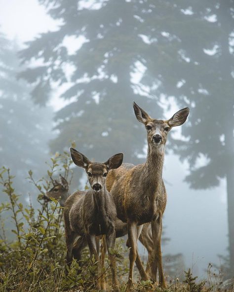 Grace Upon Grace, Evergreen Forest, Woodland Creatures, Animal Photo, Woodland Animals, Animals Friends, Beautiful Creatures, Funny Cute, Animals Beautiful