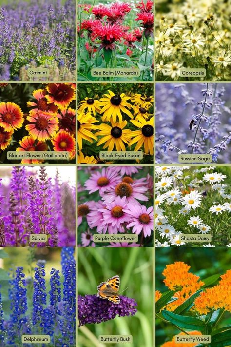 These fantastic, blooming perennials provide food, habitat, and even winter shelter for bees, butterflies, and birds. Some like the Butterfly Weed are on of the few plant Monarchs will lay eggs on. Plant now for years of color and gorgeous gardens. These will all come back each year in zones 4 and warmer. #perennialsforpollinators #flowersbeeslove #butterflygardening Pollinator Garden Design, Blooming Perennials, Butterfly Garden Plants, Butterfly Garden Design, Flower Garden Plans, Butterfly Plants, Perennial Flowers, Cottage Garden Plants, Hummingbird Garden