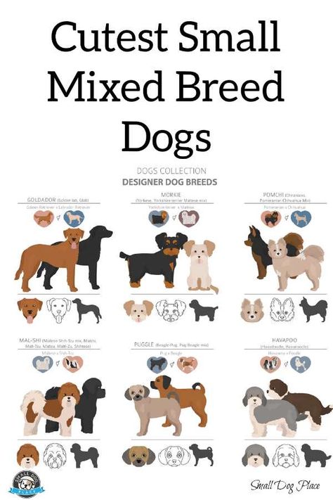 Cute Dog Mixes, Small Mixed Breed Dogs, Mixed Dog Breeds, Designer Dogs Breeds, Very Small Dogs, Dog Suit, Dogs Breeds, Hybrid Dogs, Dog Mixes