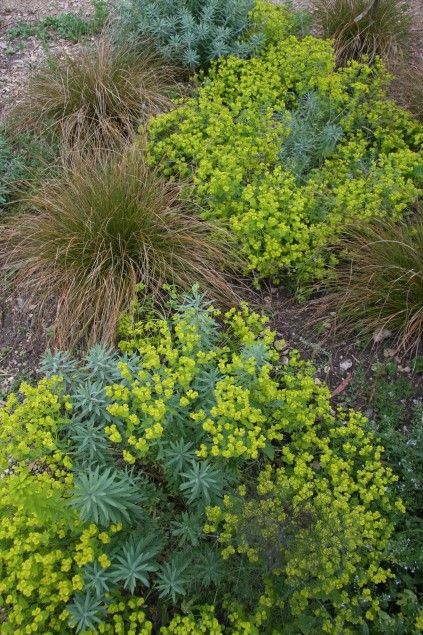 Euphorbia 'Blue Haze' & Carex testacea: Carex Testacea, Xeriscape Plants, Dry Garden, Front Landscaping, Front Patio, Sun Plants, Plant Combinations, Perennial Garden, Ornamental Grasses