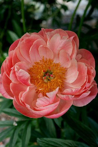 Beautiful Peonies, Coral Charm Peony, Neal's Yard, Flowers Pretty, Home Parties, Home Selling, Coral Flowers, Direct Selling, Garden Photos