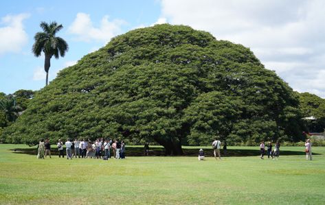 The Fate Of This Beautiful Honolulu Park Is Now In The Hands Of One Man HonCivBeat 11/15/19 Damon estate heir J.P. Damon has ended up the sole owner of Moanalua Gardens, the historic park on sacred land in west Honolulu Moanalua Gardens, Hawaiian History, King Kamehameha, Garden Estate, Community Park, J P, Hawaiian Islands, The Heirs, Pretty Places