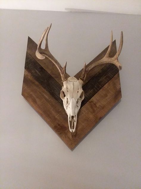 Deer Skull Cap Mount Ideas, Euro Mount Display, Buck Mounts, Deer Skull Wall Mount, Skull Mount Ideas, Elk Mount, European Mount Ideas, Deer Mount Decor, Cabin Addition