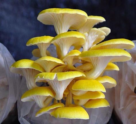 When u're innocently pure, life is pure.. _ Serenity400 Funky Mushrooms, Real Mushrooms, Mushroom Images, Yellow Mushroom, Pure Life, Mushroom Pictures, Plant Fungus, Slime Mould, Mushroom Fungi