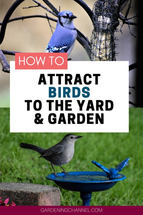 Follow this complete guide to attract birds to your landscape. Learn the benefits of birds in the yard and garden, plus specific tips on how to attract them. #gardeningchannel #gardening #flowergardening #vegetablegardening Backyard Birds Watching, Backyard Birds Sanctuary, Backyard Birds Feeders, Bird Sanctuary, Yard And Garden, What Is A Bird, Bird Care, Better Homes And Garden, How To Attract Birds