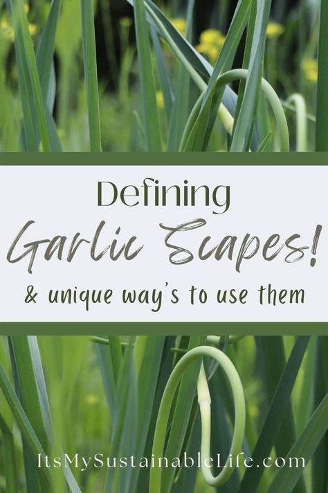 Garlic scapes appear for a short time and are an early crop offered at many farmer’s markets and CSA’s, and for those growing their own garlic.  Should you be wondering what exactly are garlic scapes how to harvest your own and how to use these curly scape wonders, & the many health benefits of scapes, read on. #howto #gardentips #vegetables Homestead Garden Layout, Organic Gardening Pest Control, Vegetable Harvest, Garlic Scapes, Garden Layout Vegetable, Vegetable Garden For Beginners, Homestead Gardens, Organic Gardening Tips, Garden Recipes