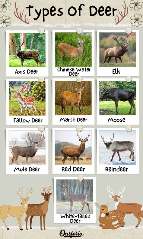 Deer People, Types Of Deer, Deer Breeds, Deer Habitat, The 7 Continents, Pet Deer, Water Deer, Deer Farm, Photo Facts