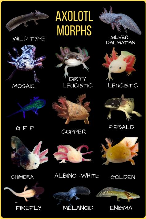 Types Of Axolotls, Axolotl Species, Axolotl Morphs, Real Axolotl, Axolotl Names, Axolotl Colors, Axolotl Tank Ideas, Axolotl Facts, Albino Axolotl