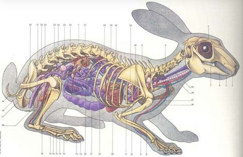 Bunny anatomy Rabbit musculartory system Anatomy Reference Drawing, Rabbit Anatomy, Equine Veterinary, Skeleton Anatomy, Veterinary Science, Vet Medicine, Base Drawing, Bunny Care, Animal Skeletons