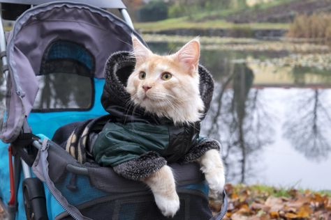 It might sounds silly, but a pet stroller can be a perfect way to give your kitty some fresh air and a change of scenery. Things For Cats, Cat Stroller, Cat Ownership, Older Cats, Pet Stroller, Pet Allergies, Cat Parenting, Unusual Things, Cat Carrier