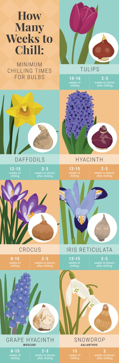 Growing Bulbs Indoors, Forcing Bulbs, Growing Bulbs, Hydroponics Diy, Hydroponic Growing, Indoor Vegetable Gardening, Different Types Of Flowers, Garden Bulbs, Organic Gardening Tips