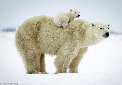 20 Polar Bear Facts and Information for Kids 4 David Jenkins, Urs Polar, Baby Polar Bears, Nosara, Cute Polar Bear, Bear Photos, Bear Cubs, Polar Bears, Sweet Animals