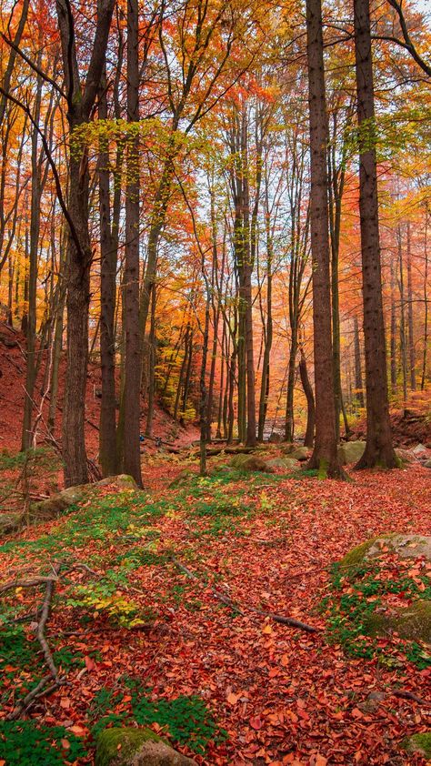 Busy Drawing, Maple Forest, Random Reference, Autumn Ambiance, Stuffed Pumpkin, Halloween Illustration, Halloween Drawings, Science Fiction Art, My Office