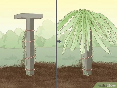 How To Plant Dragon Fruit, Dragon Fruit Garden, Plant Dragon, Dragon Fruit Farm, How To Grow Dragon Fruit, Dragon Fruit Tree, Dragon Fruit Cactus, Aztec Wall Art, Dragon Fruit Plant