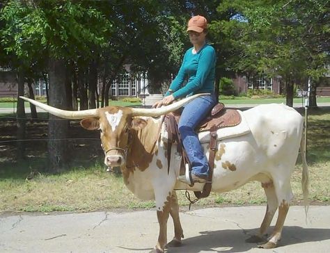 Cattle Rides Riding A Cow, Cow Riding, Cow Veterinarian, Reining Cow Horse, Horse Trotting With Rider, Dnd Things, Pony Rider, Cow Meme Funny, Longhorn Cattle