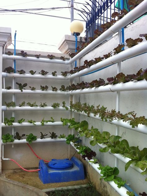 love this! great way to maximize space - source- Hydroponics in Cambodia #hydroponics Hydroponic Farming, Hydroponics Diy, Aquaponic Gardening, Hydroponic Growing, Vertical Farming, Plants Growing, Aquaponics System, Garden Types, Urban Gardening