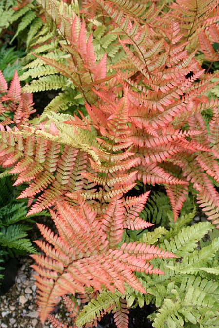 Dryopteris erythrosora 'Brilliance - A selected form of one of the finest garden ferns, being tough, vigorous, evergreen and colourful. New fronds emerge red-pink in spring, turning bronze then glossy-green, with the sori underneath bright red. Bi-pinnate, triangular fronds reach about 60cm high. Any reasonable soil in semi-shade. Evergreen Ferns, Autumn Fern, Wood Fern, Ferns Garden, Border Plants, Fern Plant, Starter Plants, Shade Plants, Plant Sale