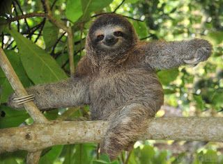 Purple Goddess in Frog Pyjamas: Life in Slow Motion: My Power Animal is a Sloth Amazon Rainforest Animals, Sloth Photos, Sloth Facts, Three Toed Sloth, Rainforest Animals, A Sloth, Sloths Funny, Baby Sloth, Monteverde