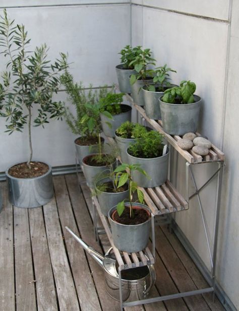 Look! Terraced Herb Garden Balcony Herb Gardens, Tiny Balcony, Diy Herb Garden, نباتات منزلية, Garden Labels, Herb Garden Design, Balcony Plants, Garden Area, Have Inspiration