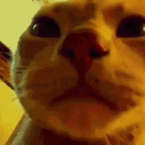 Cat Animated, Animated Gifs, Keyboard, Gif