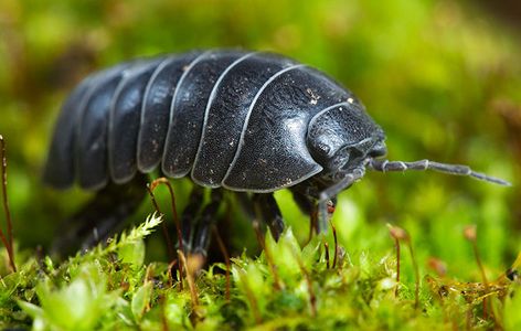 The woodlice with whom you share your garden – and your home – are creatures of extraordinary wonder. Marvel with Ian Morton at these little chaps. Rainforest Biome, Crazy Names, Woodlice, Pill Bug, Butterflies Flying, Arthropods, Crustaceans, Animal Species, Like Animals