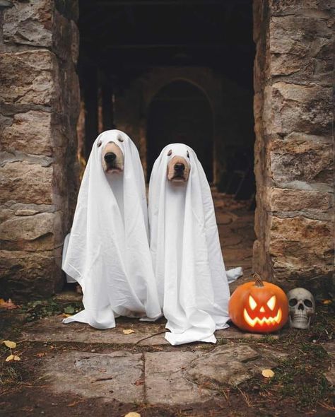 Dog Ghost Costume, Halloween Costumes For Pet, Halloween Pin Up, Dogs Diy Projects, Ghost Halloween Costume, White Tablecloth, Trick Or Treaters, Dog Photoshoot, Ghost Dog