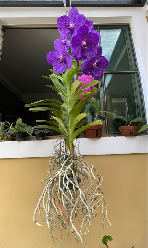 Mounting Orchids, Orchid Roots, Vanda Orchids, Rare Orchids, Growing Orchids, Orchids Garden, Orchid Purple, Unusual Plants, Purple Orchids