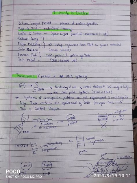 Heredity And Evolution Notes, Evolution Notes, Heredity And Evolution, Notes Science, Central Dogma, Gregor Mendel, Science Notes, Protein Synthesis, Transcription