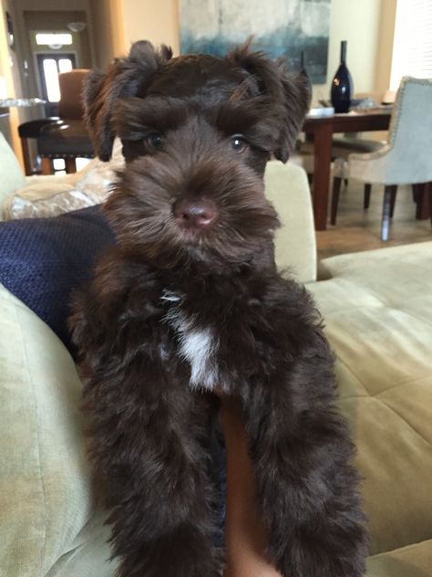 Brown Schnauzer, Brown Schnauzer Puppy, Chocolate Schnauzer, Chocolate Mini Schnauzer, Brown Mini Schnauzer, Pomsky Dog, Parti Miniature Schnauzer, Black Schnauzer, Liver And Tan Miniature Schnauzer