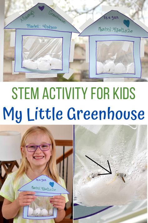 My Little Greenhouse STEM Activity for Kids, Greenhouse STEM activity, greenhouse activity for kids, create an indoor greenhouse for kids, Greenhouses. Ziplock bag, wet cotton balls and seeds. You can see all the plant parts. learning about seeds. Seed Activities For Kids, Life Cycle Of A Flower, Stem Activity For Kids, Plant Parts, Kids Building, Planting For Kids, Plant Activities, Garden Activities, Seed Kit