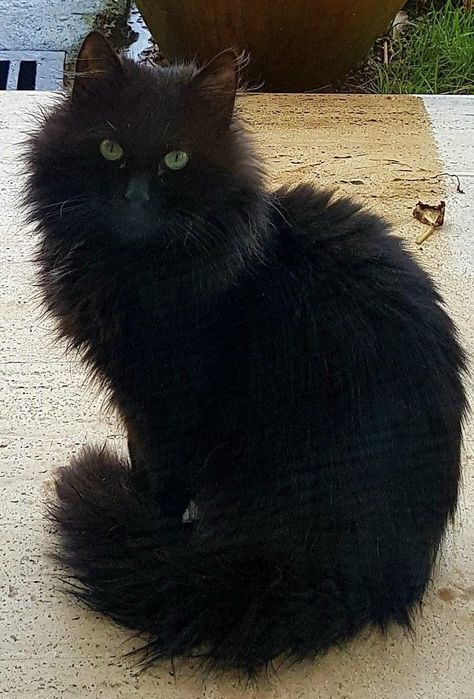 Long Haired Black Cat, Fluffy Black Cats, Fluffy Black Cat, Black Kitties, Cats Rule, Black Kitty, Pretty Kitty, Norwegian Forest Cat, Cat Photography