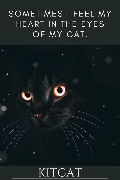 Funny Cat Quotes Hilarious, Cats Good Morning, Quotes For Cats, Feline Quotes, Quotes About Cats, Funny Cat Quotes, Cat Poems, Cat Love Quotes, Cat Spirit