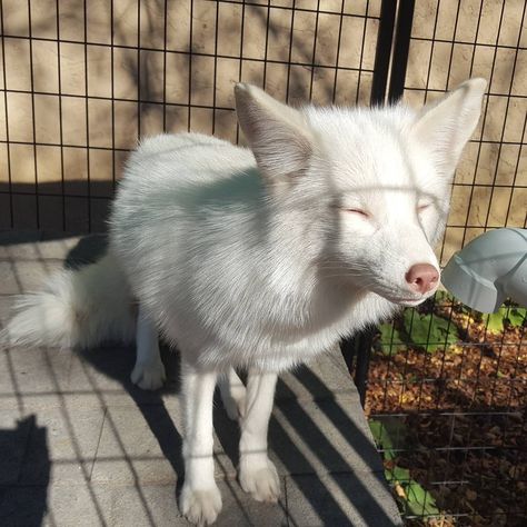 Fox Character, Albino Animals, Pet Fox, Lovely Creatures, Pretty Dogs, Wolf Dog, Silly Animals, Cute Animal Photos, Red Fox