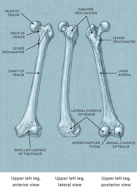 Human Skeleton Labeled, Anatomy Diagrams, Drawing Planner, Joints Anatomy, Anatomy Flashcards, Anatomy Bones, Basic Anatomy And Physiology, Medical Student Study, Drawing Lessons For Kids