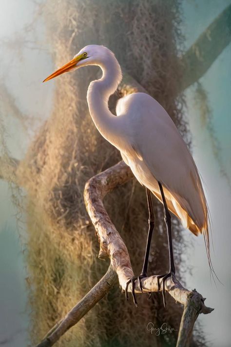 White Crane Bird, Sandhill Cranes Photography, Heron Photography, Crane Photography, Heron Art, Zen Painting, White Crane, Street Painting, Herons